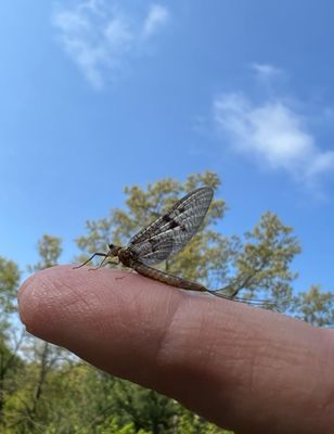 Fly Fishing Lessons 