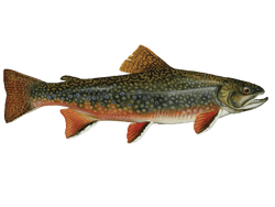 brook trout